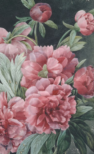 Redouté, Pierre-Joseph